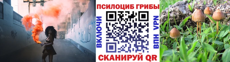 Галлюциногенные грибы Psilocybine cubensis  Купить где  Большой Камень 